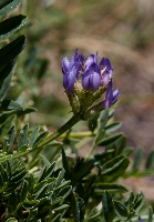 Astragalus leontinus